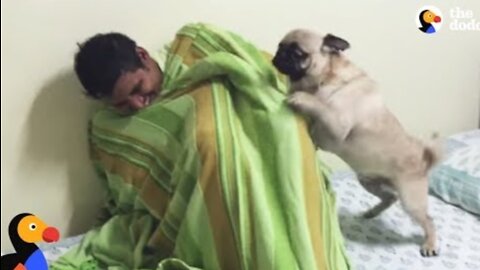 Pug Dog FREAKS OUT After Reunited With Hiding Uncle | The Dodo