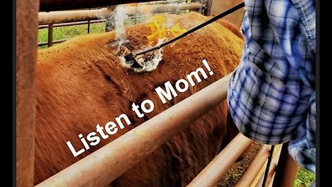 Mom Knows BEST | Listen to Mom! (In the Chute - Round 150)