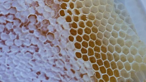 Harvesting honey from honeycomb