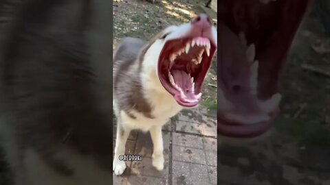 Husky vs The Leaf Blower