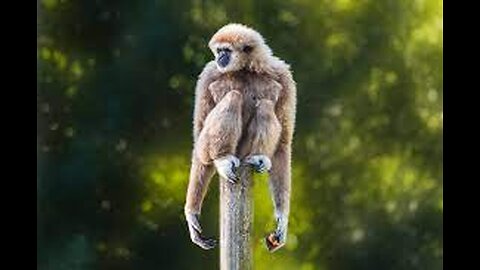 Cute Gibbon Monkey Moments!