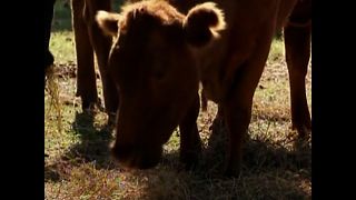 Dentist Saves Cows From Slaughterhouse