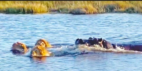 FURIOUS HIPPO TRIES TO MURDER 3 LIONS FOR TRESPASSING