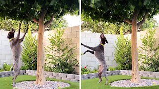 Dog chasing birds in tree appears to be dancing