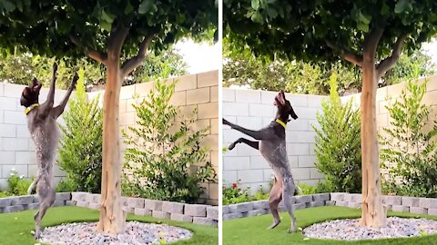 Dog chasing birds in tree appears to be dancing