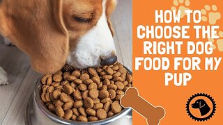 How to choose the right dog food for my pup | DOG PRODUCTS 🐶 #BrooklynsCorner