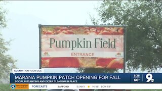 Marana pumpkin patch reopens
