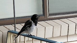 Birdsong Brightens Stormy Day