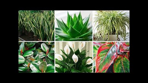 These Plants Are Oxygen Bombs & They Clean The Air In Your Home | Health and Nutrition Channel