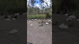 Ducks have full bellies and are sleeping