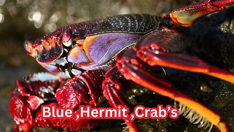 Blue, Hermit and more Crabs