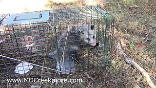 I TRAPPED AN OPOSSUM! *Vicious*