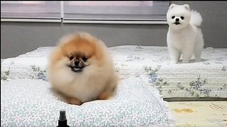 Dancing Pomeranian adorably bounces to the beat