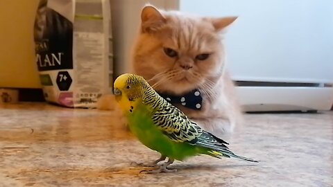 Кот и птица, милые животные #200