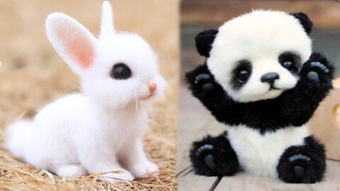 Aww Animals are soo cute. Cute baby animal compilation.