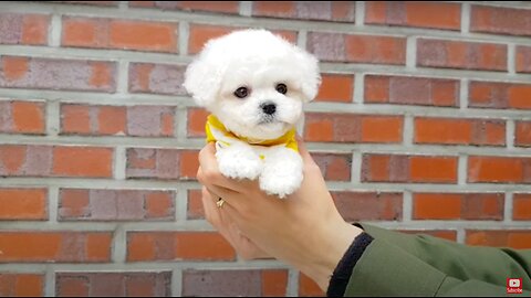 Bichon Frise Overload | Cute Puppy Video | Teacup Puppies