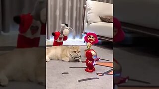 CAT VIDEO