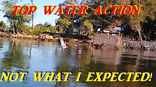 KAYAK FISHING - TOP WATER LURE FOOLS SEAGULLS!