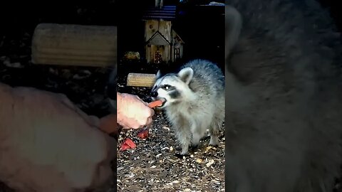 Hand Feeding a Baby Raccoon #animals #nature #shorts