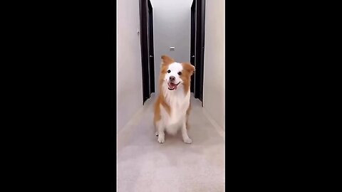 Cute Animals funny dance 😆😆😆😆