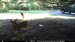 Animals & Trail Cams 3