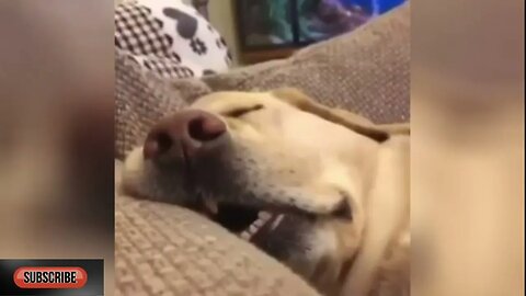 Bored Dog Snoring 18 SEC