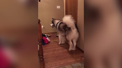 An Alaskan Malamute Dog And A Tot Boy Play Peek-A-Boo