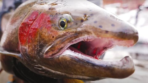 Our First EVER Michigan STEELHEAD River Float. (INSANE ACTION!)