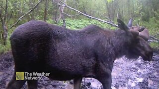 Caught on trail cam: Moose visits a mud patch