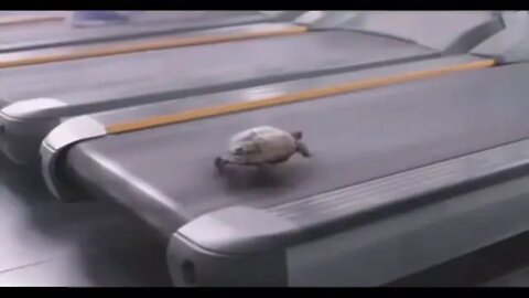 Turtle on Treadmill