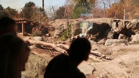 families watching grizzly bear at zoo