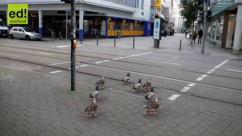 Ducks stop on red light and go on green