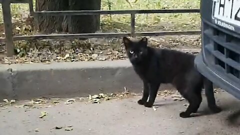 The running black cat