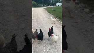 Wait until the end! #homestead #farm #farmanimals #chickens #freerangechickens #freerange #shorts