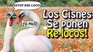 Los Cisnes Se Dr0g4n con Amapolas!