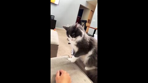CAT VS OWNER HAND