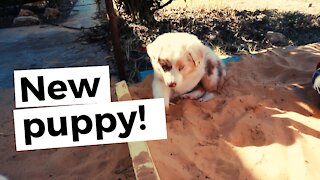 We get a new puppy on the farm! And it's the cutest Australian Shepherd