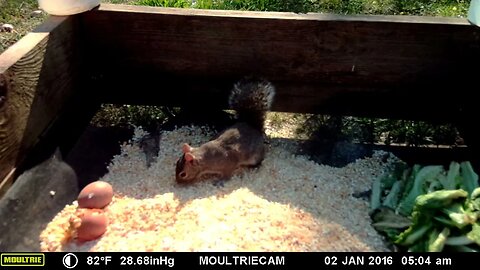 5 glorious😍 squirrel 🐿️ watching👀 minutes ⏰ #cute #funny #animal #nature #wildlife #trailcam #farm