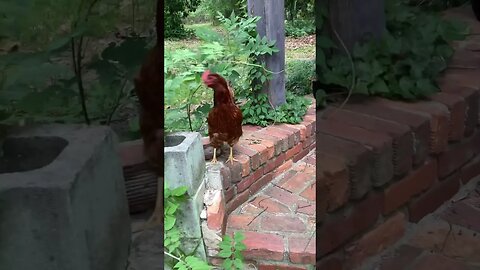 Chicken Announcement