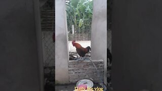 my rooster crows very loudly