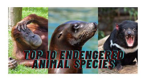 Top 10 Endengered Animal Species Soon to be Extinct !