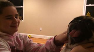 Pug Loves To Give Licks