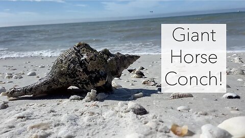 I Found a Giant Shell! Surprise Horse Conch Found on Keewaydin Shell Tour.