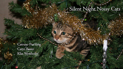 Merry Christmas - Silent Night, Noisy Cats