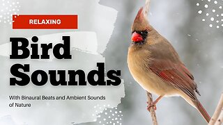 Spectacular Bird Sounds | Nature Sounds Meditation W/ Binaural Beats for Deep Relaxation & Calm