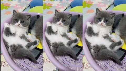 Cute Cat | Cute Pets Funny Animals Compilation #shorts #547