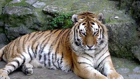 wild adult tiger | Free Stock Footage - No Copyright | Animal videos - Animals Stock Footage