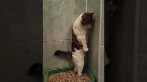 Cat pooping standing up