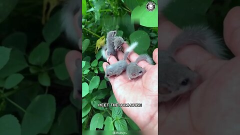 Dormouse 🐭 The Tiny Climbing Experts