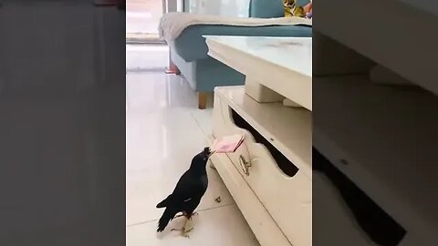 a beutiful bird stealing money | ytshort | i want this bird would you
